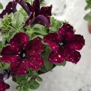Starry Sky Burgundy Petunia Live Plant - 2 Pack, Trailing Flowers, 3-6 Inch Tall - Image 8