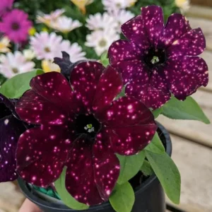 Starry Sky Burgundy Petunia Live Plant - 2 Pack, Trailing Flowers, 3-6 Inch Tall - Image 9