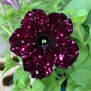 Starry Sky Burgundy Petunia Live Plants - 4 Pack Starter Plants, 3-6 Inch Tall, Trailing Flowers - Image 2