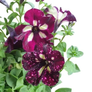 Starry Sky Burgundy Petunia Live Plants - 4 Pack Starter Plants, 3-6 Inch Tall, Trailing Flowers - Image 3