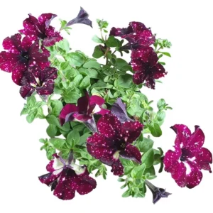 Starry Sky Burgundy Petunia Live Plants - 4 Pack Starter Plants, 3-6 Inch Tall, Trailing Flowers - Image 1