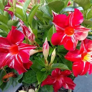 Stars and Stripes Mandevilla Vine White & Red Flowers Live Plant 5-9 Inc Tall - Image 1