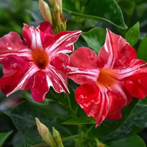 Stars and Stripes Mandevilla Vine White & Red Flowers Live Plant 5-9 Inc Tall - Image 3