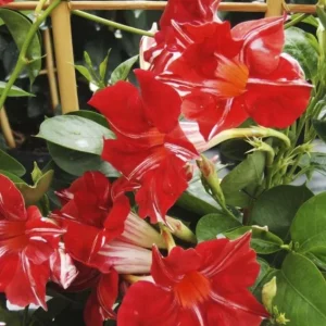 Stars and Stripes Mandevilla Vine White & Red Flowers Live Plant 5-9 Inc Tall - Image 5