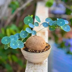 Stephania Cephalantha Caudex Live Plant - Medium Succulent Houseplant 2-2.5 Inch - Image 5