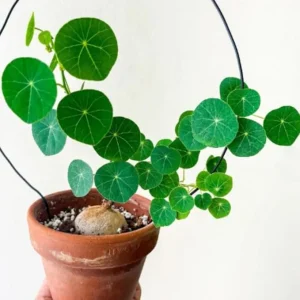 Stephania Cephalantha Caudex Live Plant - Rare Indoor Succulent, 2-2.5 Inch Caudex - Image 4