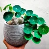 Stephania Cephalantha Caudex Plant Live - 2.5-3.5 Inch Succulent for Home or Office - Image 1