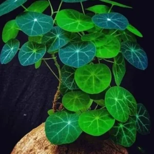 Stephania Cephalantha Caudex Rare Succulent Live Plant, 4.5-6 Cm Wide, Sprouting - Image 6