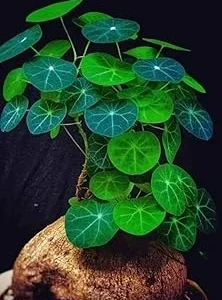 Stephania Cephalantha Caudex Rare Succulent Live Plant, 4.5-6 Cm Wide, Sprouting - Image 7