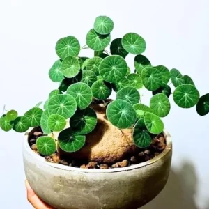 Stephania Cephalantha Live Caudex Plant - Rare Indoor Succulent, 2.5-3.5 Inch Caudex - Image 1