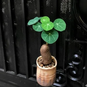 Stephania Cephalantha Live Plant - Caudex Succulent, 2-2.5 Inch - Image 5