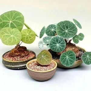 Stephania Cephalantha Live Plant - Rare Caudex Succulent Vine, 3.5