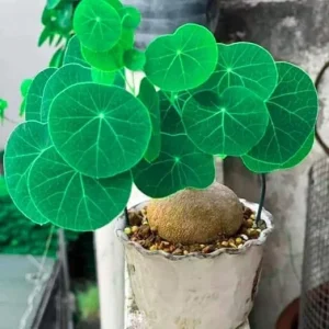 Stephania Cephalantha Live Plant - Rare Caudex Succulent, 2.5-3 Inches, Indoor - Image 2