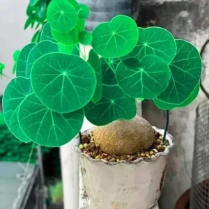 Stephania Cephalantha Live Plant - Rare Caudex Succulent, 2.5-3 Inches, Indoor - Image 1