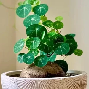 Stephania Cephalantha Live Plant - Rare Caudex Succulent, 6-7 cm, Sprouting, Cold Hardy, Indoor Decor - Image 7