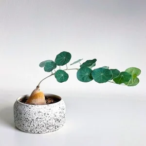 Stephania Cephalantha Plant - Medium Caudex 3-3.5 Inch, Rare Live Succulent Houseplant - Image 3