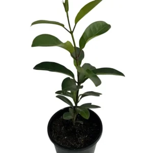 Stephanotis Floribunda Live Plant – Madagascar Jasmine Vine – 2 Starter Plants 5-7 Inch Tall – White Flowers - Image 2