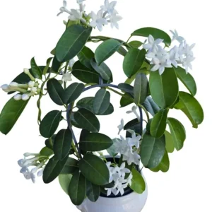 Stephanotis Floribunda Live Plant – Madagascar Jasmine Vine – 2 Starter Plants 5-7 Inch Tall – White Flowers - Image 3