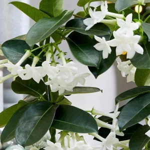 Stephanotis Floribunda Live Plant – Madagascar Jasmine Vine – 2 Starter Plants 5-7 Inch Tall – White Flowers - Image 5