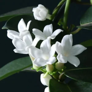Stephanotis Floribunda Live Plant – Madagascar Jasmine Vine – 2 Starter Plants 5-7 Inch Tall – White Flowers - Image 7