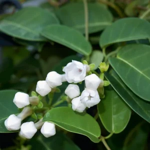 Stephanotis Floribunda Live Plant – Madagascar Jasmine Vine – 2 Starter Plants 5-7 Inch Tall – White Flowers - Image 8