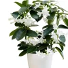 Stephanotis Floribunda Live Plant – Madagascar Jasmine Vine – 2 Starter Plants 5-7 Inch Tall – White Flowers - Image 1