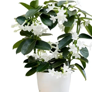 Stephanotis Floribunda Live Plant – Madagascar Jasmine Vine – 2 Starter Plants 5-7 Inch Tall – White Flowers - Image 1