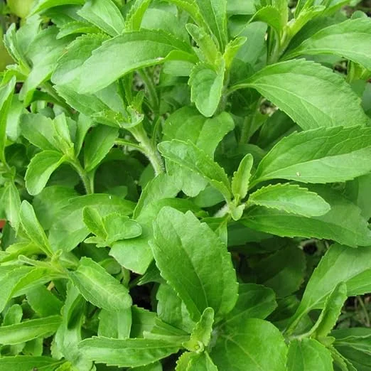 Stevia Live Plant – 4 Inch Pot – Herb Plant for Indoor & Outdoor Gardening - Image 2