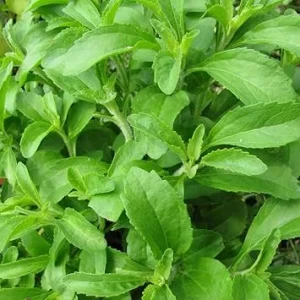 Stevia Live Plant – 4 Inch Pot – Herb Plant for Indoor & Outdoor Gardening - Image 3