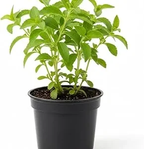 Stevia Live Plant - 4'' Pot - Natural Sweetener Herb - Indoor/Outdoor - Image 2