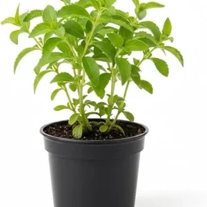 Stevia Live Plant - 4'' Pot - Natural Sweetener Herb - Indoor/Outdoor - Image 3
