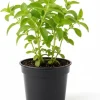 Stevia Live Plant - 4'' Pot - Natural Sweetener Herb - Indoor/Outdoor - Image 1