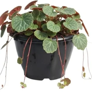 Strawberry Begonia Live Plant - Saxifraga Tricolor Perennial, 3.25 Inch Pot, Variegated Foliage, Indoor/Outdoor - Image 7