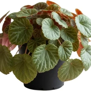 Strawberry Begonia Live Plant - Variegated Saxifraga, 3.25 Inch Pot, Indoor/Outdoor - Image 3