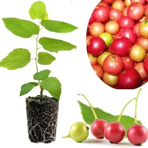 Strawberry Jamaican Cherry Tree Live Plant, 4-6