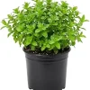 Strawberry Mint Live Plant 4" Pot - Fragrant Perennial Herb Indoor/Outdoor - Image 1