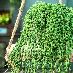 String of Pearls Succulent Live Plant, Green, 4 Inch Pot, Indoor/Outdoor - Image 7