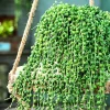 String of Pearls Succulent Live Plant, Green, 4 Inch Pot, Indoor/Outdoor - Image 1
