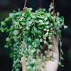 String of Turtles Live Plant – Trailing Succulent Vine – Potted Houseplant - Image 1