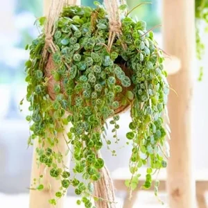 String of Turtles Succulent Live Plant – Hanging Peperomia Prostrata – 3 Inch Pot - Image 7