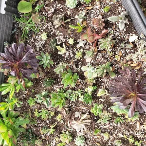 Succulent Cuttings Variety Pack – Live Plants – Up to 45 Types – Indoor/Outdoor - Image 3