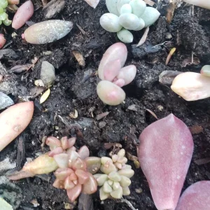 Succulent Leaves for Propagation - 100-300 Leaves, 50+ Varieties - Image 10