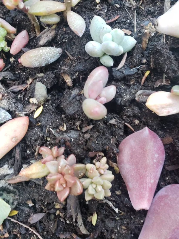 Succulent Leaves for Propagation - 100-300 Leaves, 50+ Varieties - Image 10