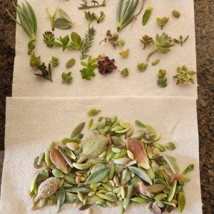 Succulent Leaves for Propagation - 100-300 Leaves, 50+ Varieties - Image 1