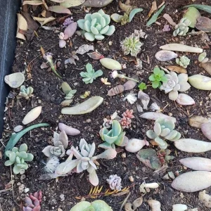 Succulent Leaves for Propagation - 100-300 Leaves, 50+ Varieties - Image 2