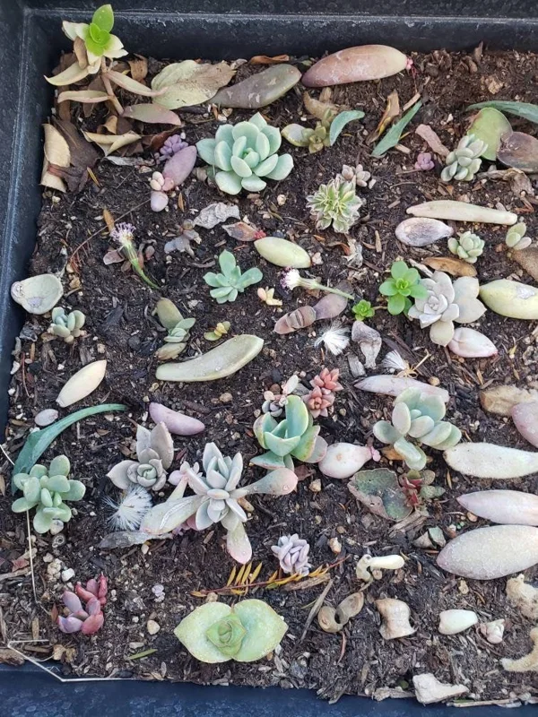 Succulent Leaves for Propagation - 100-300 Leaves, 50+ Varieties - Image 2