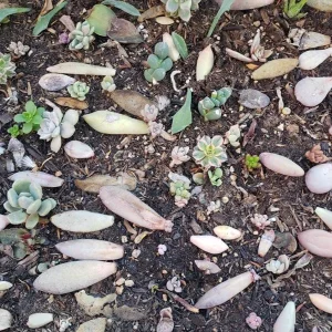 Succulent Leaves for Propagation - 100-300 Leaves, 50+ Varieties - Image 3