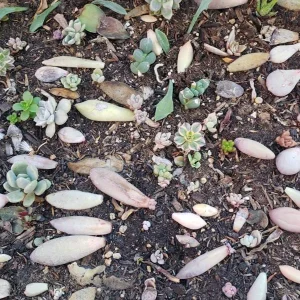 Succulent Leaves for Propagation - 100-300 Leaves, 50+ Varieties - Image 3