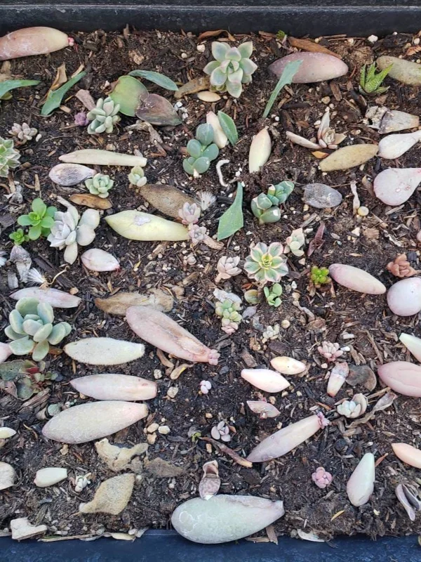 Succulent Leaves for Propagation - 100-300 Leaves, 50+ Varieties - Image 3