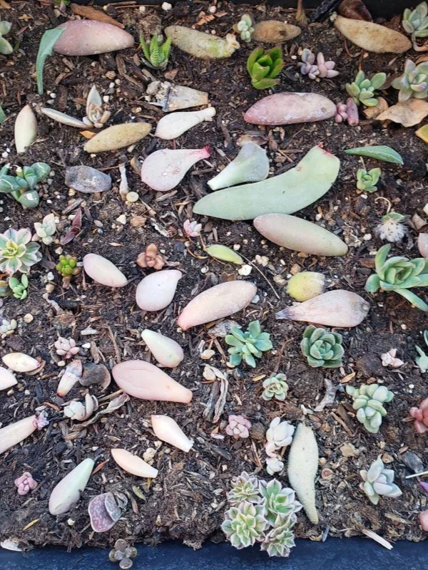 Succulent Leaves for Propagation - 100-300 Leaves, 50+ Varieties - Image 4